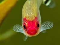 Ryby akwariowe - Rodostomus
