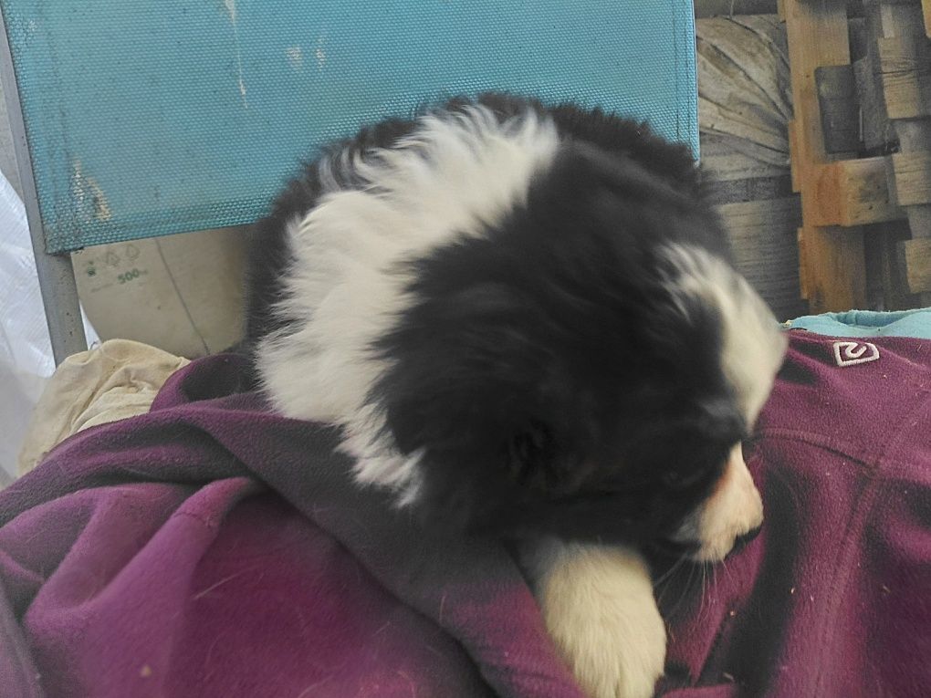 Suczka border collie