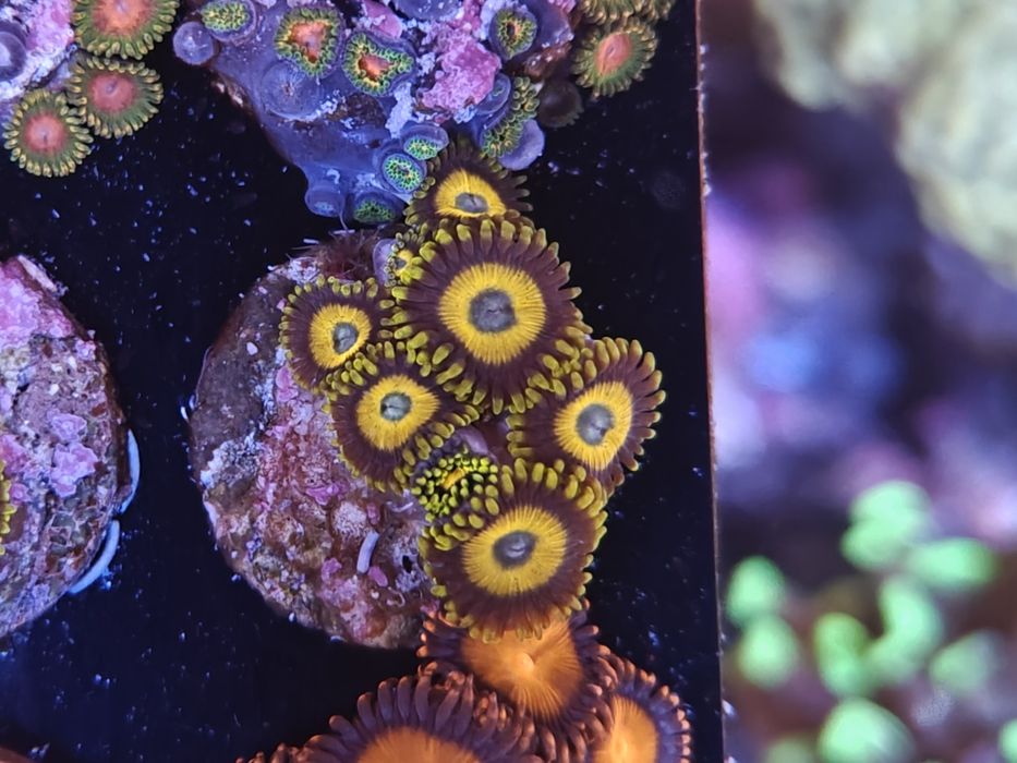 Scrambled Eggs Zoanthus, Corais de água salgada