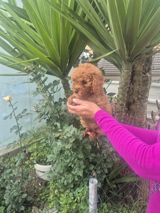 Caniche toy Red braun