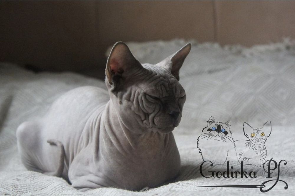 Kotka Sfinks Kanadyjski z rodowodem FPL