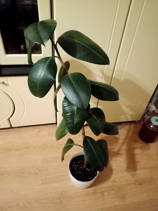 Фикус каучуковый высота цветка без горшка 80 см