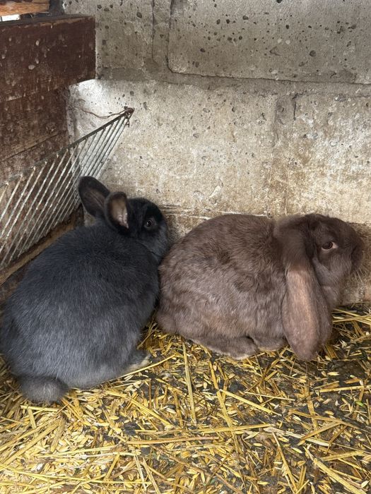 Króliki baran francuski  oraz wiedeński