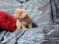 maltipoo szczeniak piesek