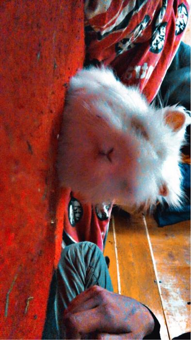 Sprzedam króliczka miniatórka