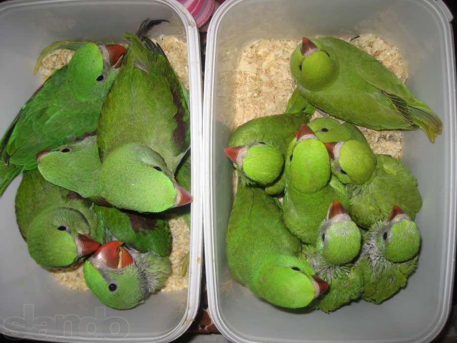 Птенцы ожерелового попугая зелёного цвета