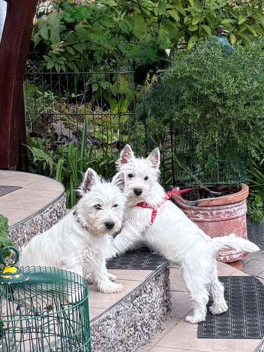 West Highland White Terrier Taco Good Joke FCI pokaże co potrafi :)