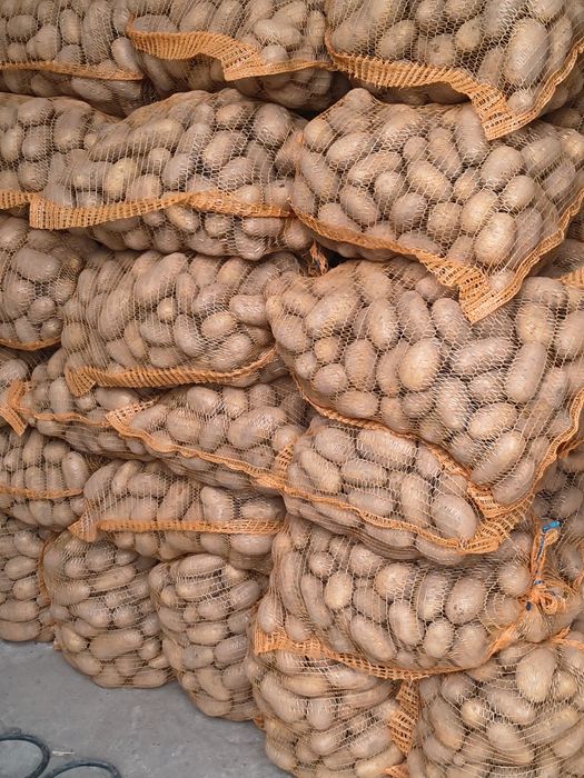 Sprzedam ziemniaki Queen Anna 700 worków