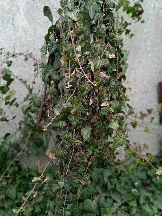 Плющ вічнозелений