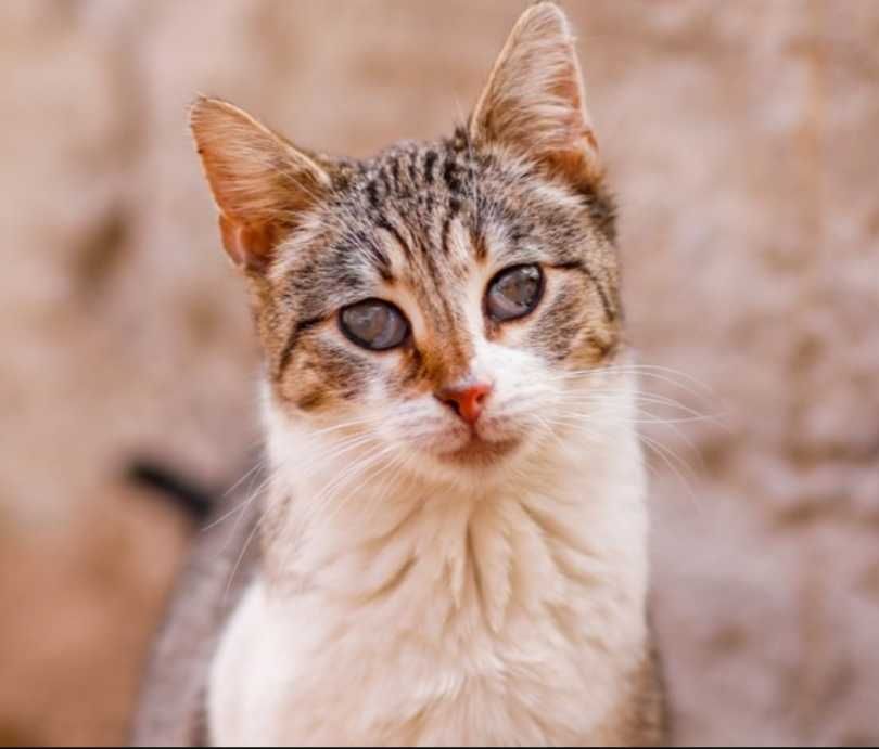 Przesłodka Lalka do adopcji