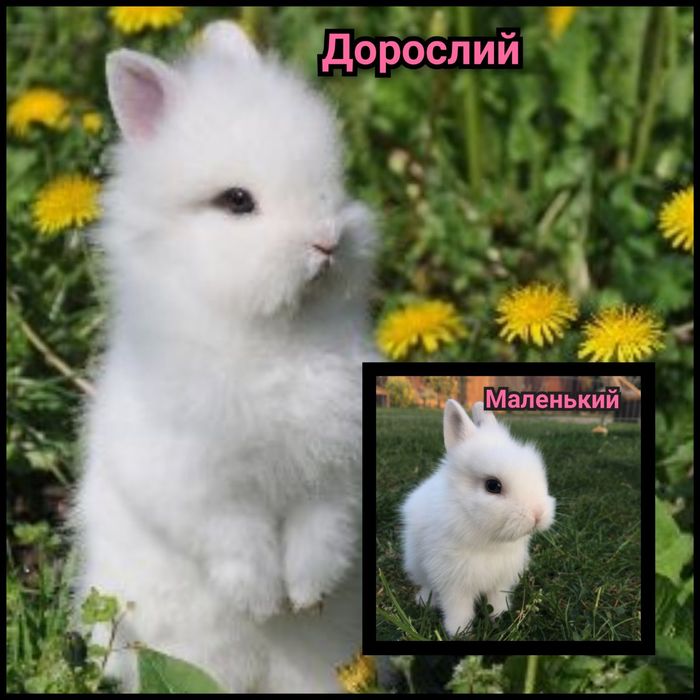 Карликовые мини кролики міні lion lop кролик баранчик вислоухий вислоу