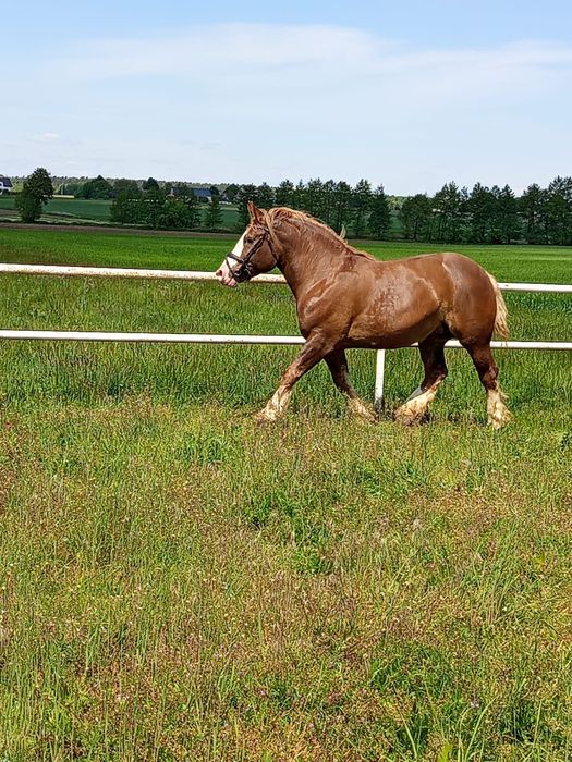 Klacz zimnokrwista źrebna