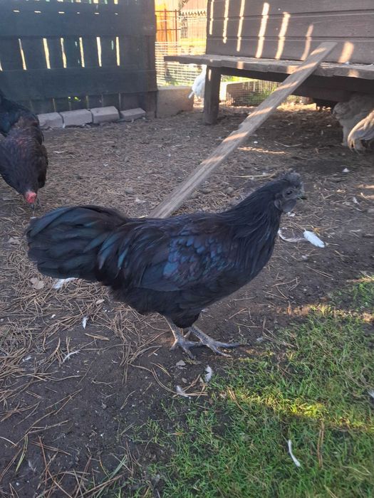 Sprzedam rasowe koguty