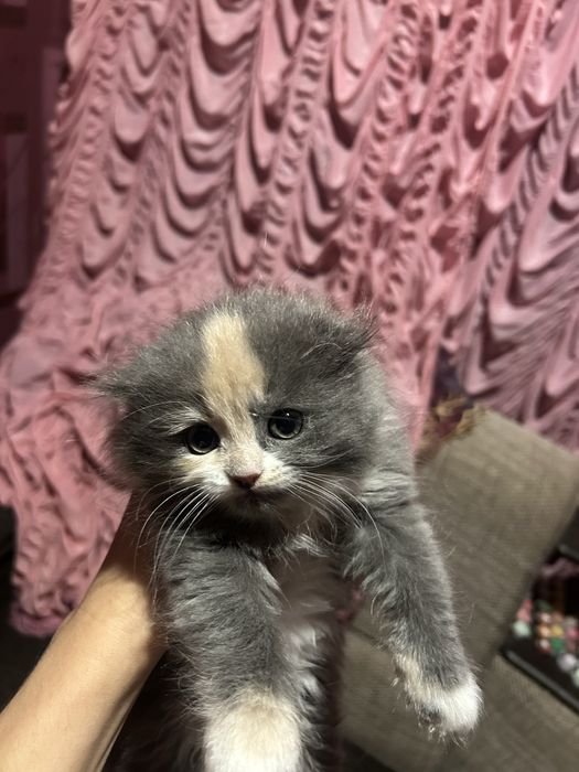 Кошеня дуже гарне і грайливе( дівчинка).