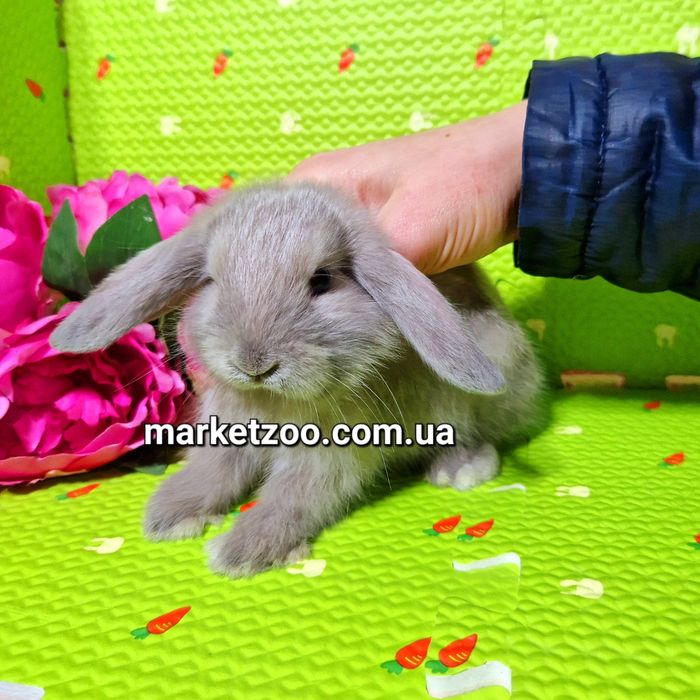 Mini міні мини mini lop вислоухий кролик баранчик