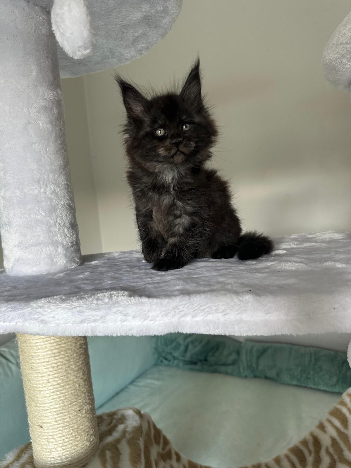 Catholini Maine Coon chłopczyk Ziomek Opcja
