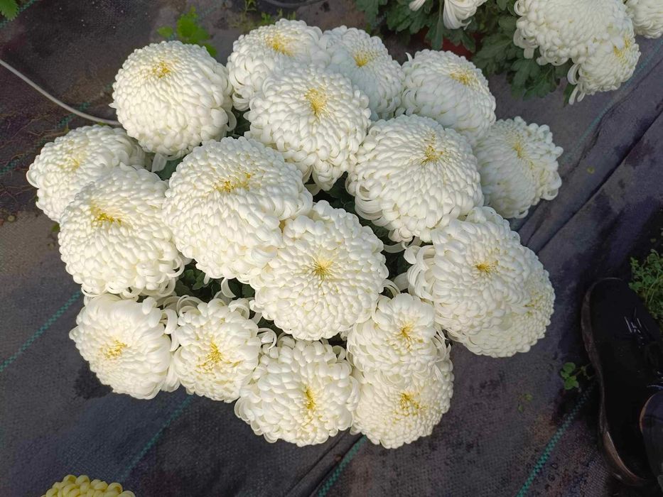 Chryzantemy doniczkowe