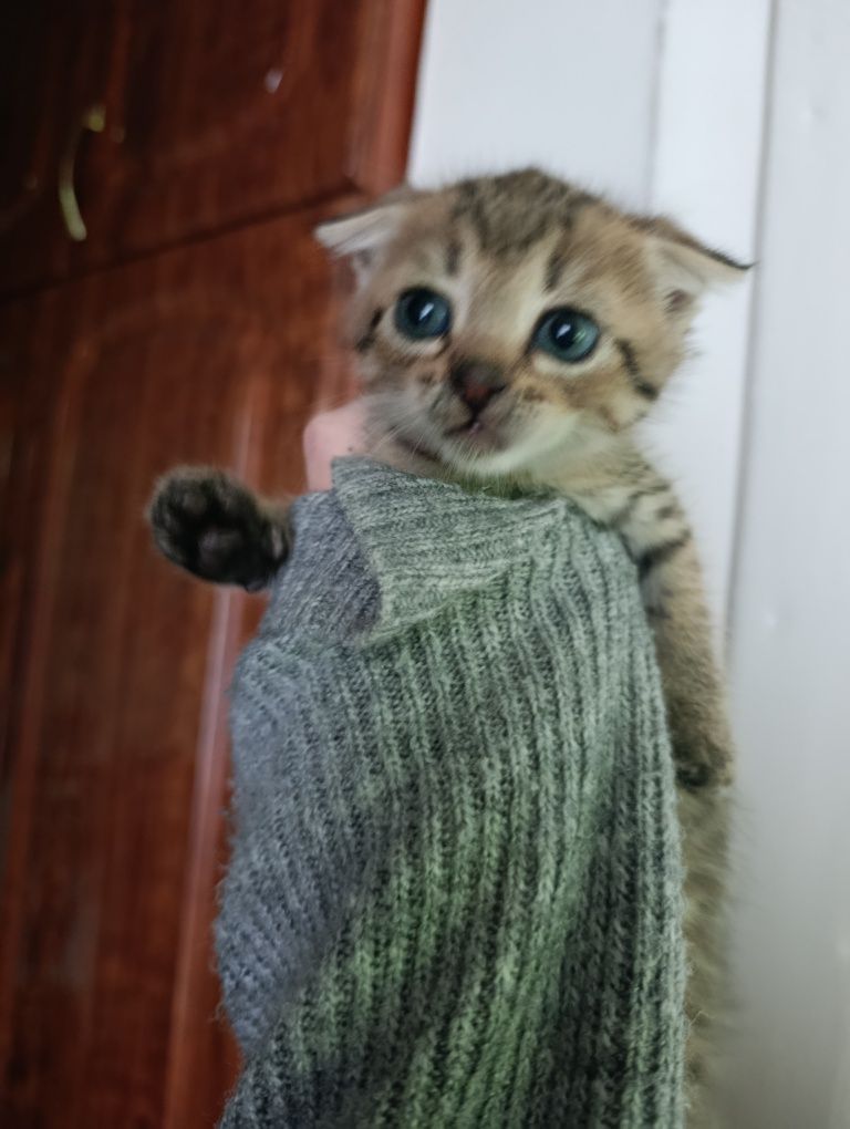 Котики вислоухі та прямоухі у добрі руки