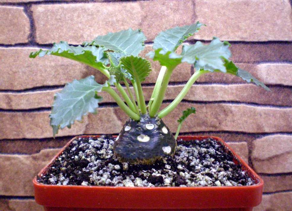 Каудексні рослини – Дорстенія. Дорстения. Dorstenia