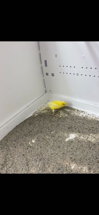 Ptaki egzotyczne miniatury hiszpańskie