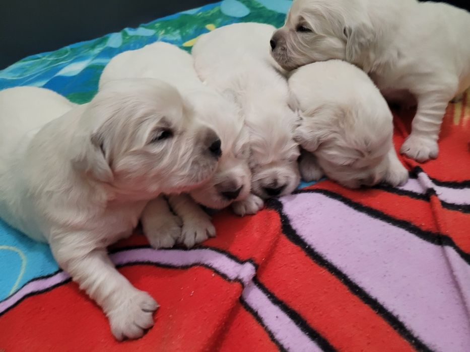 Golden Retriever FCI po CH. - piesek odbiór początek listopda