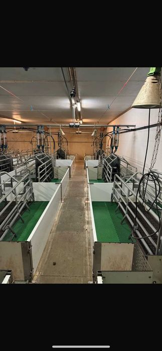 Обладнання для свинарства