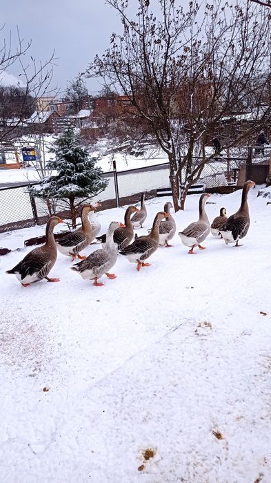 Продам гусей на развод