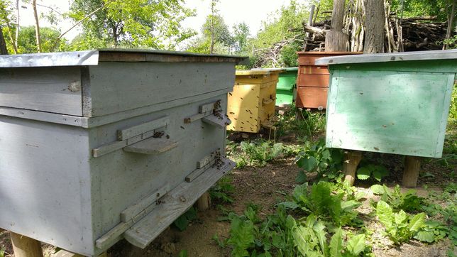 Продаж бджолиних сімей