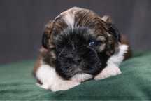 Przepiękna sunia shih tzu! GEN BLUE!