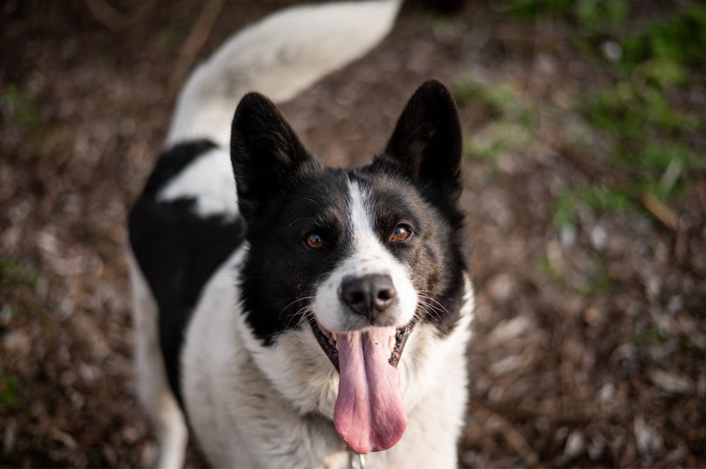 Piękny, mądry pies mieszkanki ras: Siberian Husky i Border Collie.
