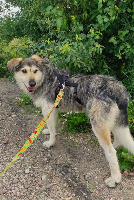 Młody przyjazny i nieduży Forest pilnie szuka domku