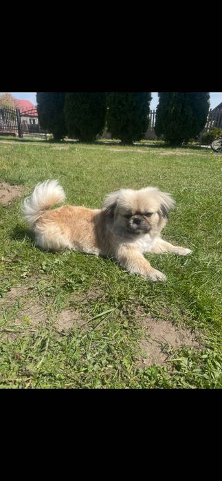 ZAGINĄŁ PIESEK!! Prosimy o pomoc !