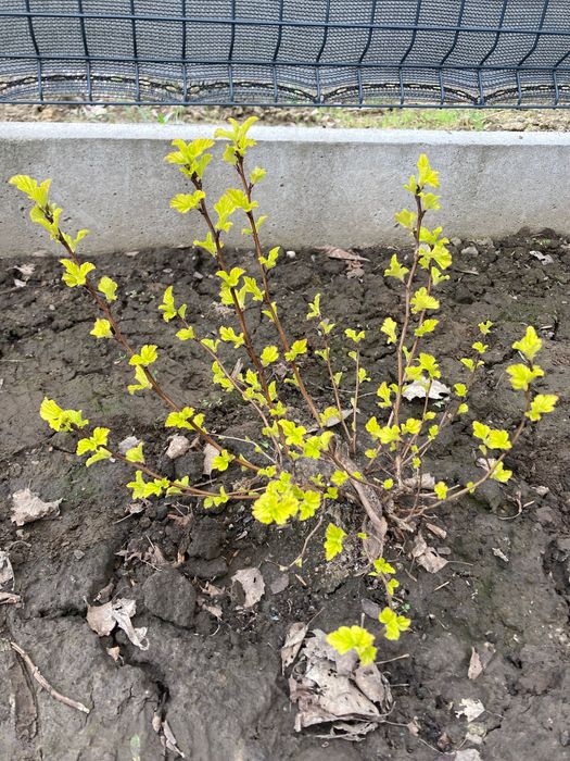 Pęcherznica luteus limonkowa młode sadzonki