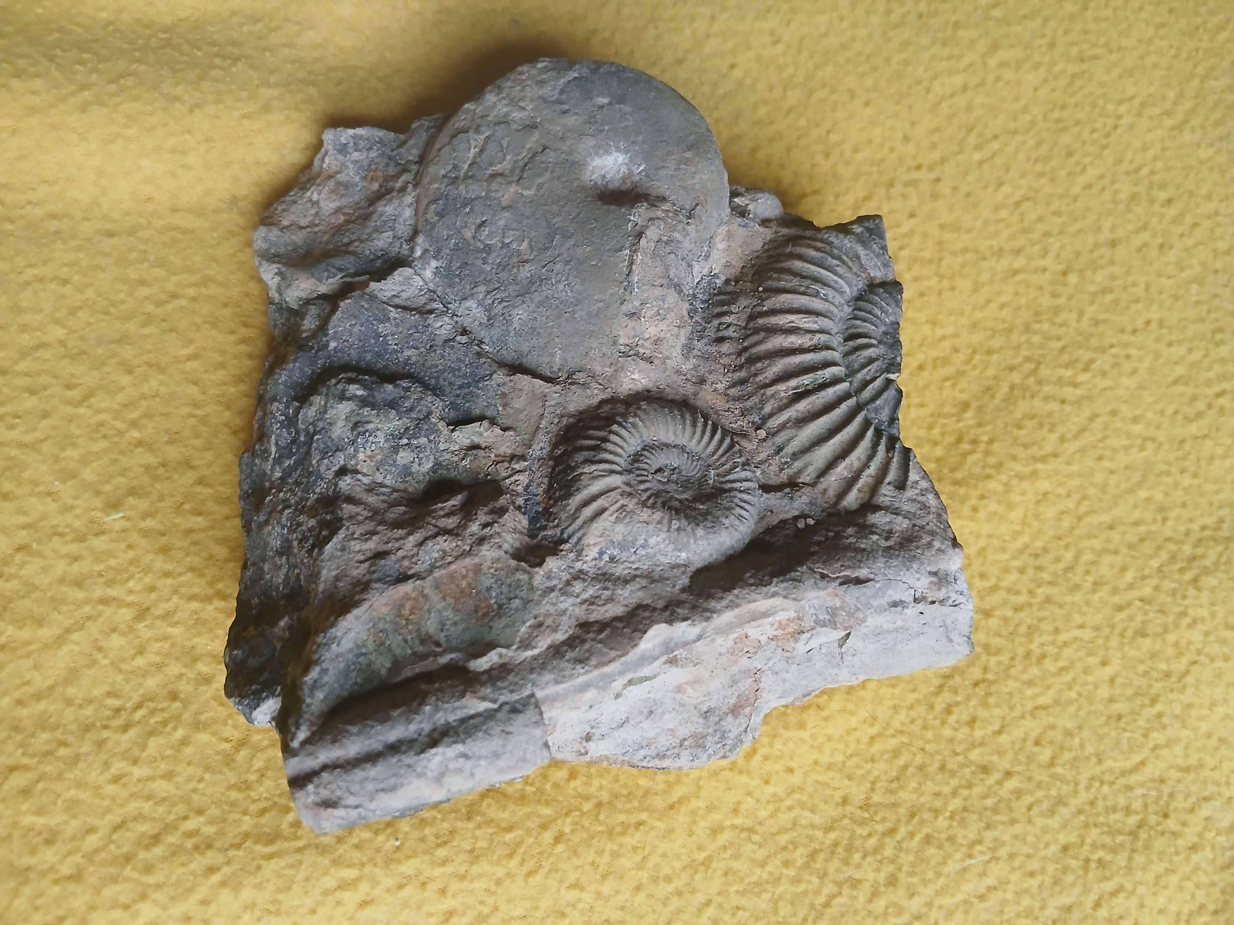 amonity: oppelia, perisphinctes oraz belemnit