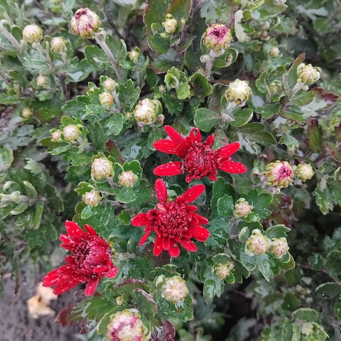 Маточники хризантеми