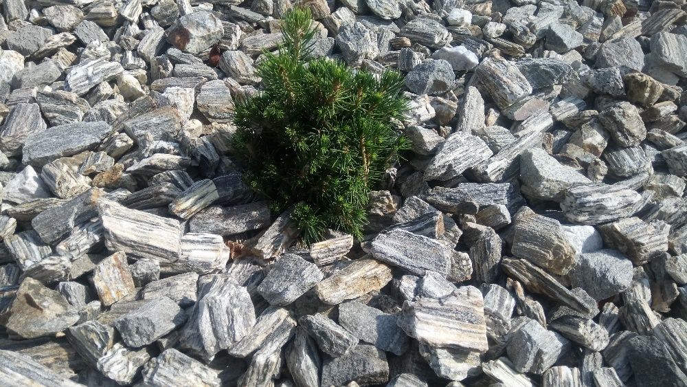KORA KAMIENNA gnejs szara kamień naturalny ogród grys z dostawą głaz