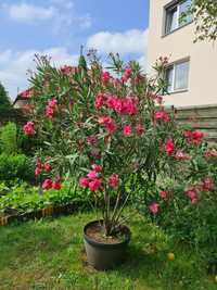 Sprzedam oleander