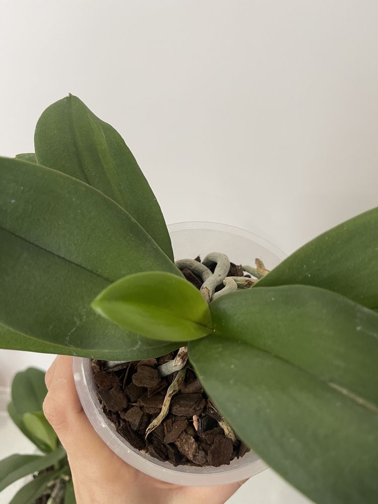 Орхідея Фаленопсис Монако. Розкішний кавовий колір.