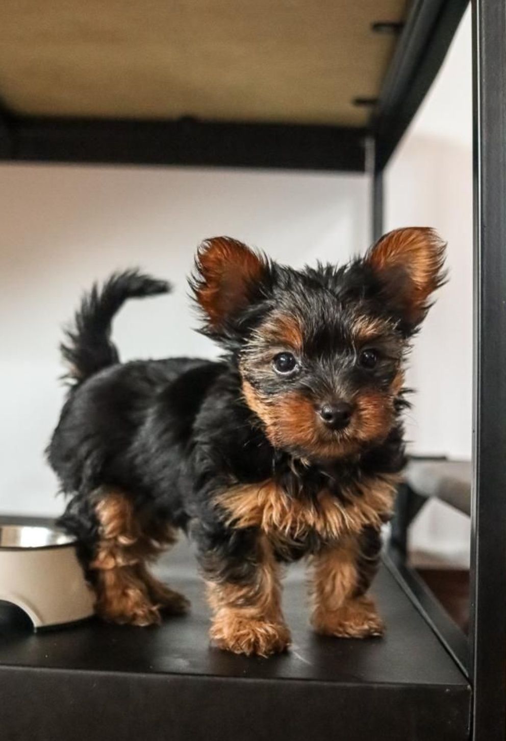 Cachorro Yorkshire Terrier