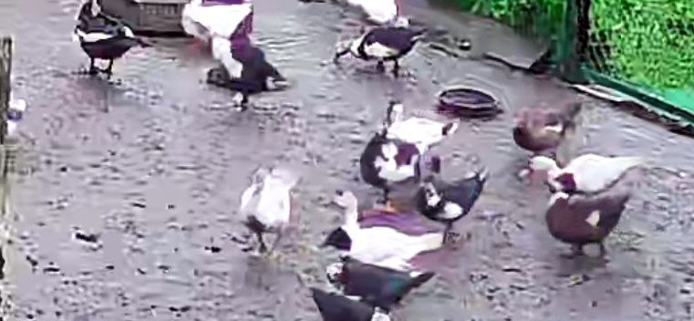 Качка шипун або індокачка