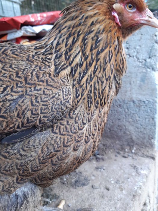 Brahma , galinhas  de várias raças e   . ovos