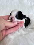 Chihuahua długowłosa
