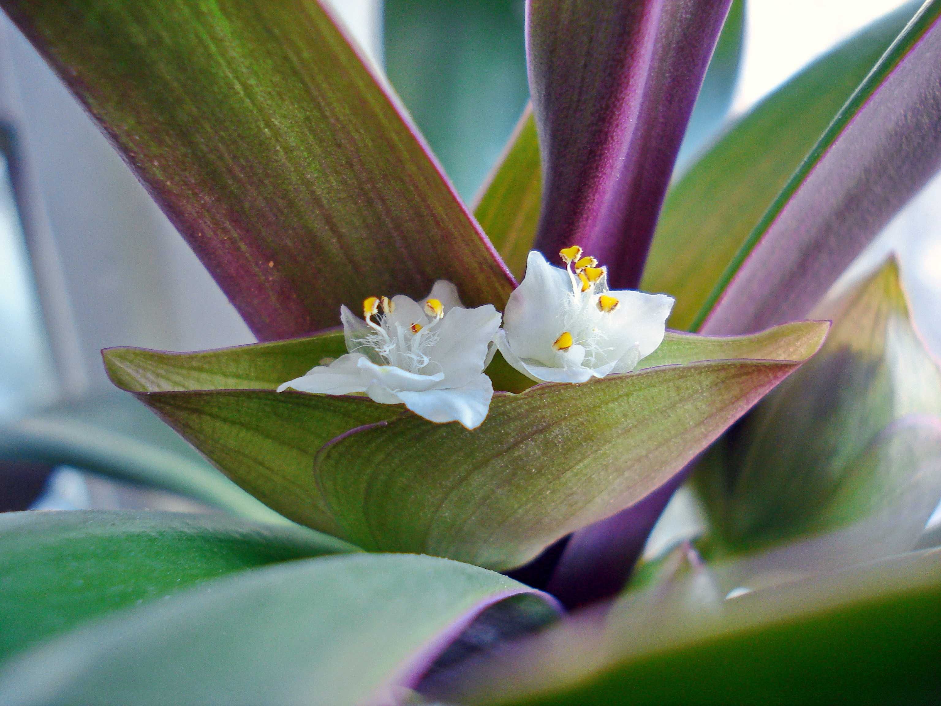 Традесканция Рэо лодка Моисея ,  фото реальные цветок растение