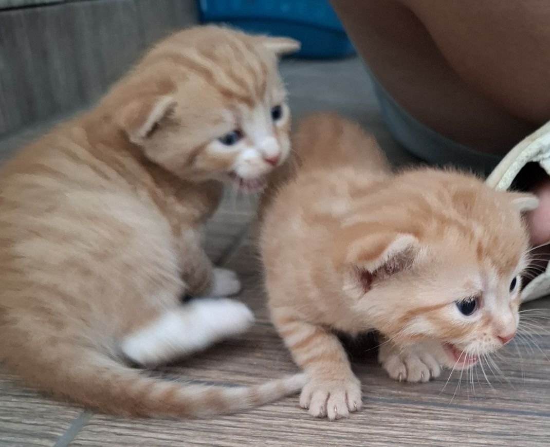 Kotek do adopcji