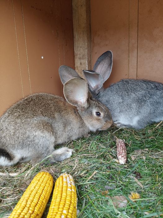 Króliki Belgi Olbrzymy