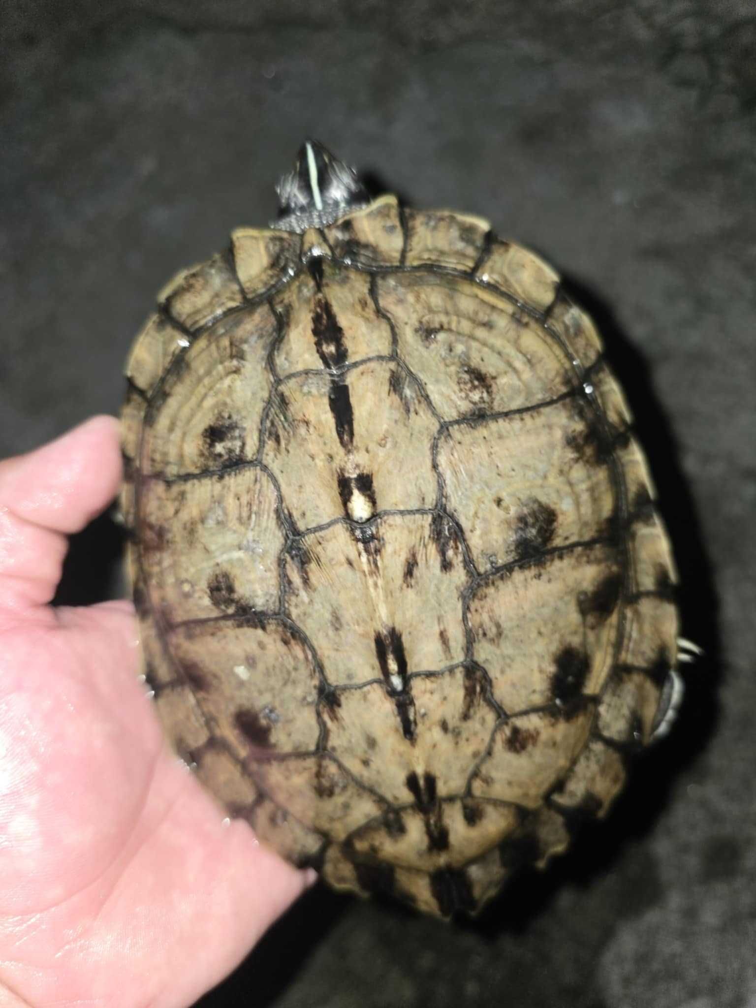 Vendo tartarugas