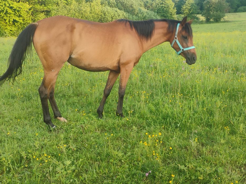 Klacz arabska kuhailanka