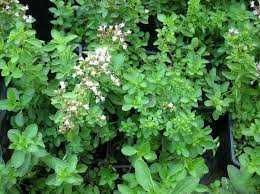 Материнка душиця сушена орегано Origanum vulgare