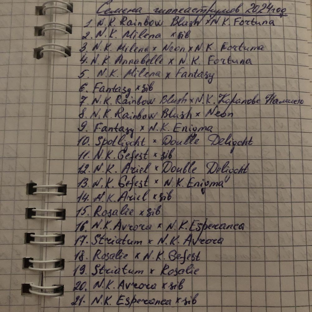 Семена гиппеаструмов.
