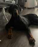 Doberman- Samiec mocnej budowy